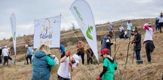 Pădurea de Miere reunește toate programele de împădurire și biodiversitate din România
