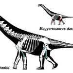 Universitatea din București, contribuții de cercetare la descoperirea unor noi specii de dinozauri